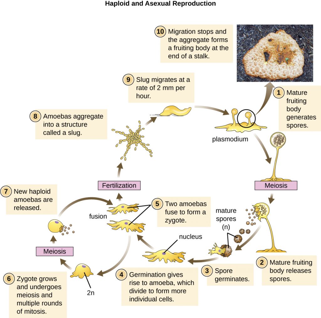 A diagram depicting the life cycle of the cellular slime mould Dictyostelium discoideum.