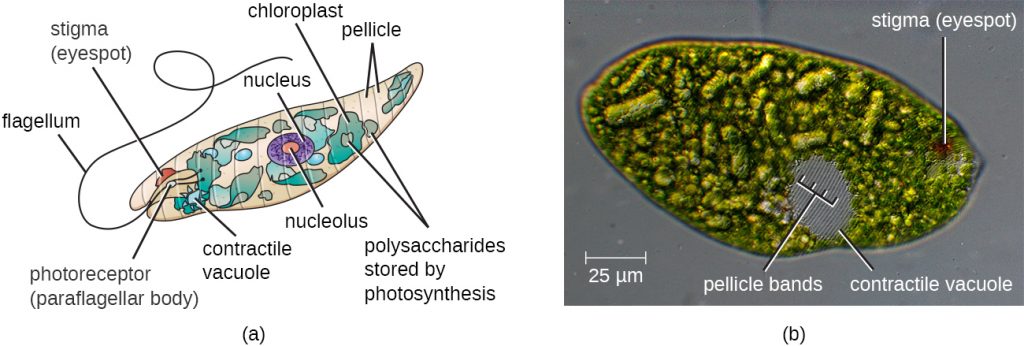 A diagram and micrograph of Euglena.