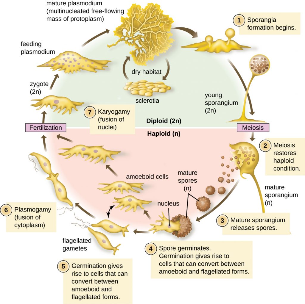 A diagram depicting the life cycle of plasmodium.