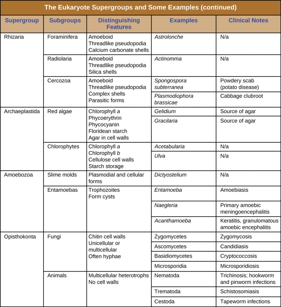 Table summarizing the eukaryote supergroups and some example species.