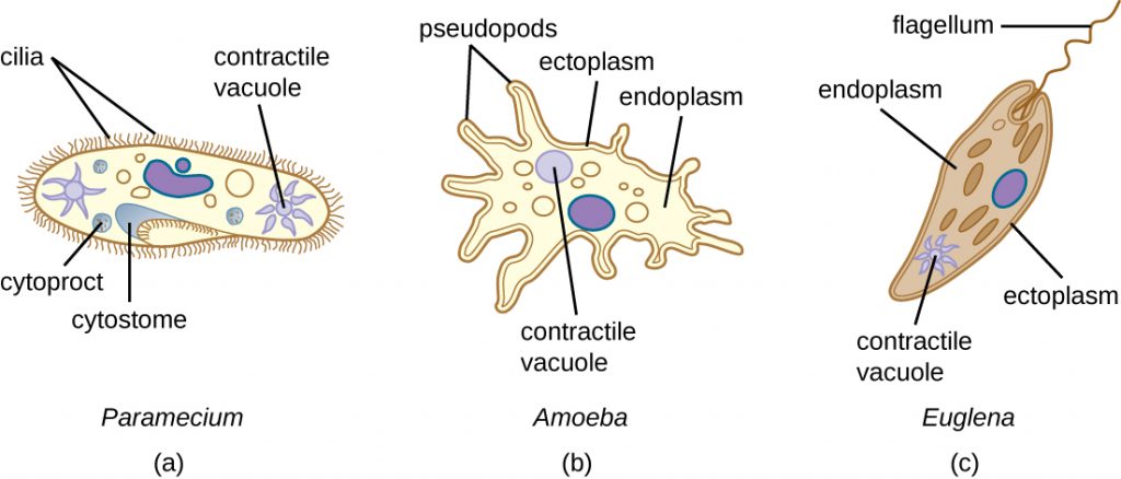 Diagrams of Paramecium, Amoeba and Euglena.