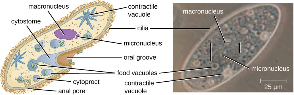 A diagram and micrograph of Paramecium.