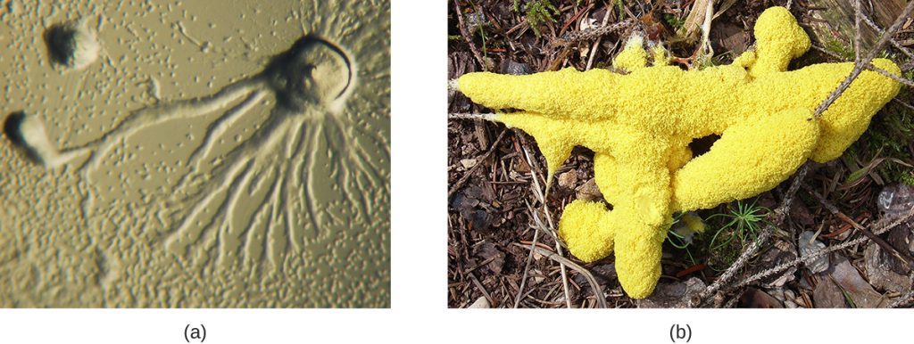 a) A micrograph showing a circular dome with long branches emanating outward. B) A photograph showing a yellow structure that looks like foam on a branch.