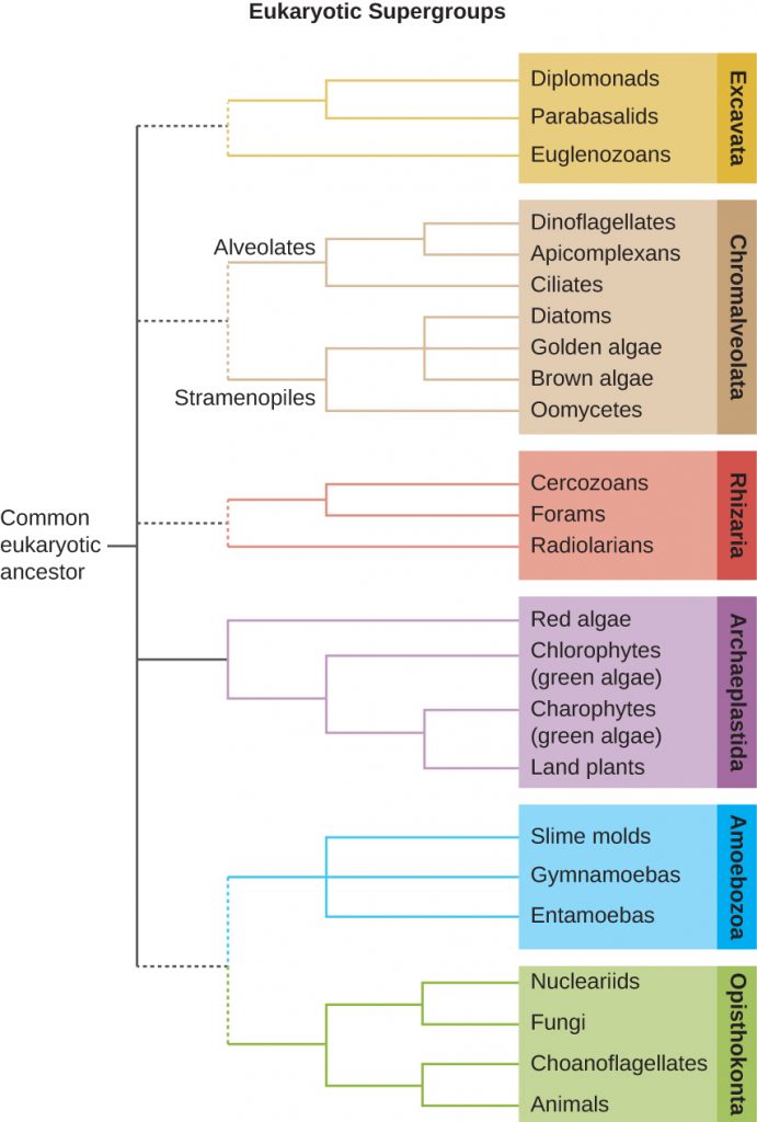 A branching tree diagram of the six eukaryotic supergroups with the common eukaryotic ancestor as the root.