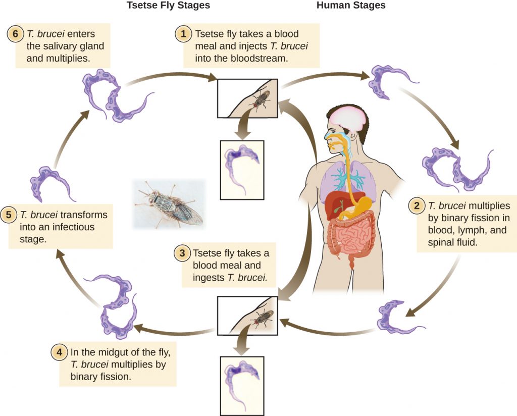 A diagram depicting the life cycle of Trypanosoma bruceli.