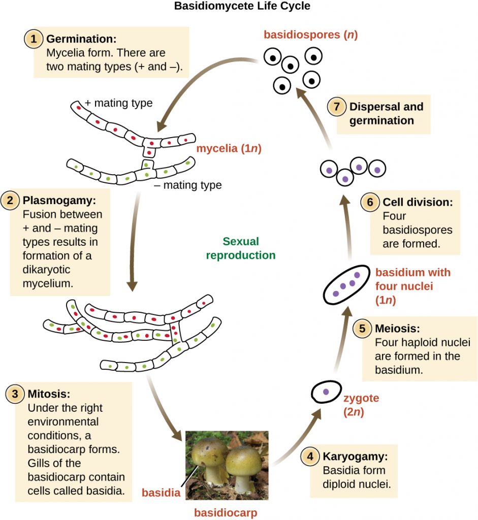 Diagram of the Basidiomycete life cycle.
