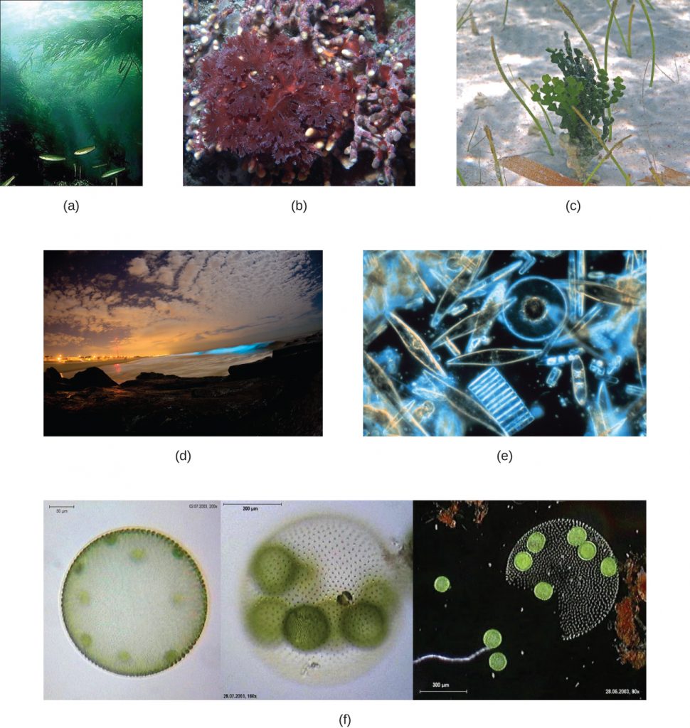Various photographs and micrographs of different types of algae.