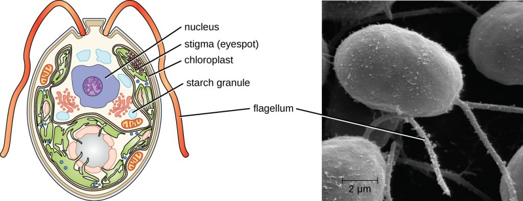 An oval cell with 2 flagella coming out of one end. A large circle in the cell is labeled nucleus. A group of smaller red circles are labeled stigma (eyespot). Green ovals in the cell are labeled chloroplast and white circles are labeled starch granules.