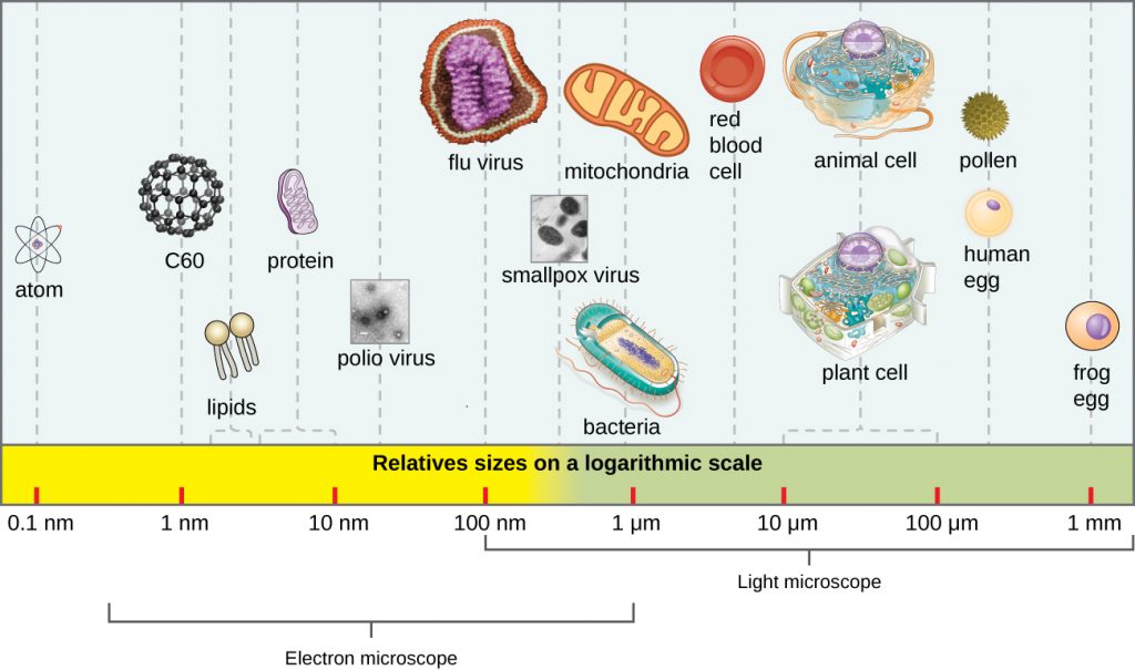 A scale showing sizes of various entities. The largest is a frog egg ad 1 mm. Human egg cells and pllen are approximately 400 µm. Typical plant ant animal cells reange from 10 to 100 µm. Red blood cells are uner 10 µm. Mitochondria and bacteria are approximately 1 µm. Smallpox is approximately 500 nm. Flu virus is approximately 100 nm. Polio virus is approximately 50 nm. Proteins range from 5 – 10 nm. Lipids range from 1 – 5 nm. Atoms are approximately 0.1 nm.