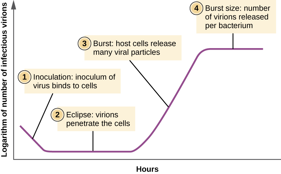 A graph depicting the multiplication of a lytic virus beginning with infection and ending with lysis.