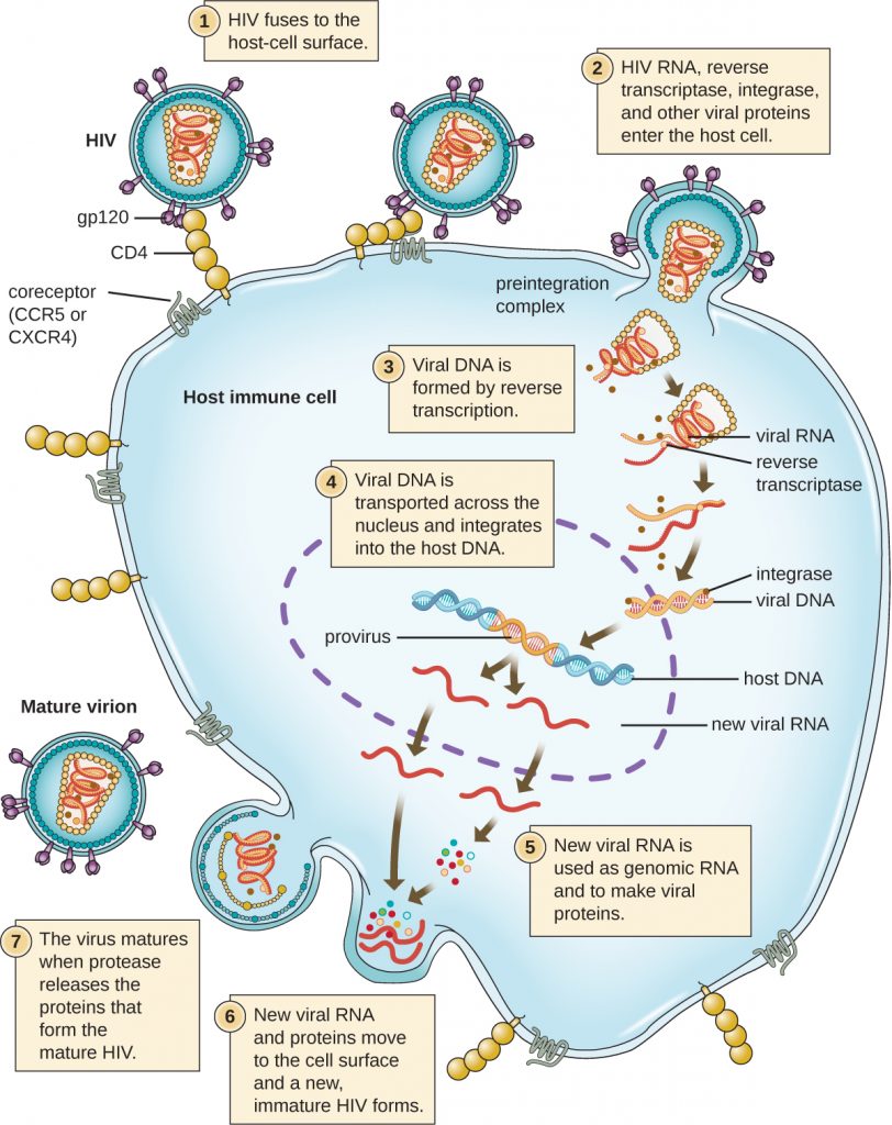 A diagram of the HIV life cycle.