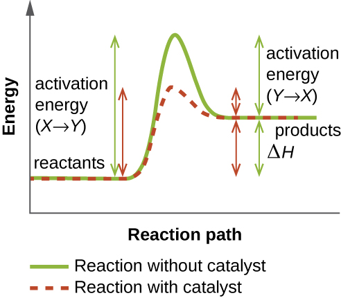 A graph depicting the effect of enzymes on a chemical reaction.