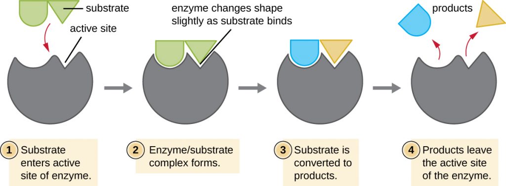 Diagram of the induced-fit model of enzymes.