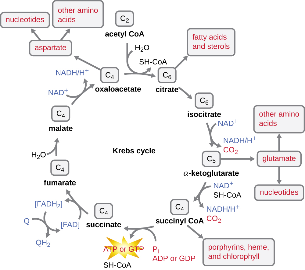Details of the Kreb’s cycle.