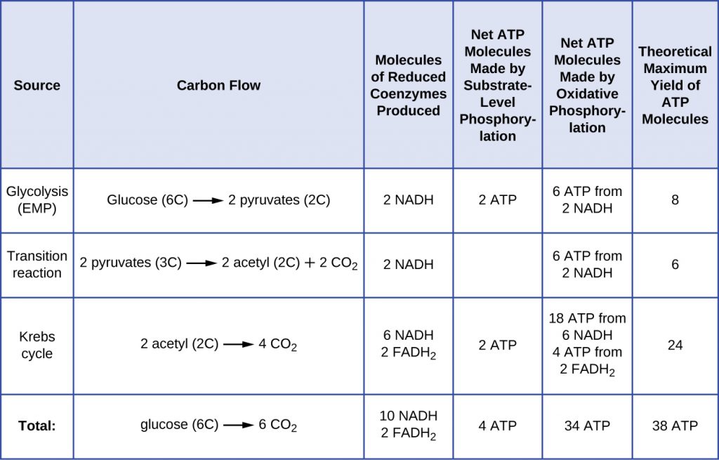 Figure showing the theoretical maximum ATP yield from the complete aerobic oxidation of glucose is 38. This comes from a combination of substrate level and oxidative phosphorylation of reduced cofactors produced by glycolysis, the transition reaction and Kreb's cycle.