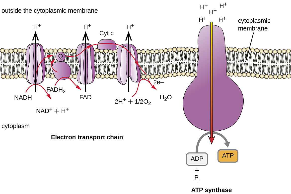 Figure summarizing the pumping of protons across the prokaryotic plasma membrane as a result of electron flow through the ETS. The ATP synthase enzyme is a proton-specific channel that spans the cytoplasmic membrane and couples the flow of protons down their concentration gradient with the synthesis of ATP from ADP + Pi.