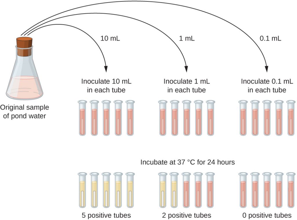 A diagram where the original sample of pond water is diluted into tubes containing lactose broth (a pink broth). 10 mL of the sample is placed into each of 5 lactose broth tubes. Another 5 tubes get 1 mL each of the sample. Another 5 tubes get 0.1 mL of sample. After 24 hours of incubation at 37°C some tubes have a colour change. All of the 5 tubes containing 10 mL of the sample turned yellow and show gas in the smaller inner tube. 2 of the 5 tubes that got 1 mL of the original sample turned yellow and show gas; 3 of these tubes remain pink. All of the tubes that got 0.1 mL of the original sample remain pink.