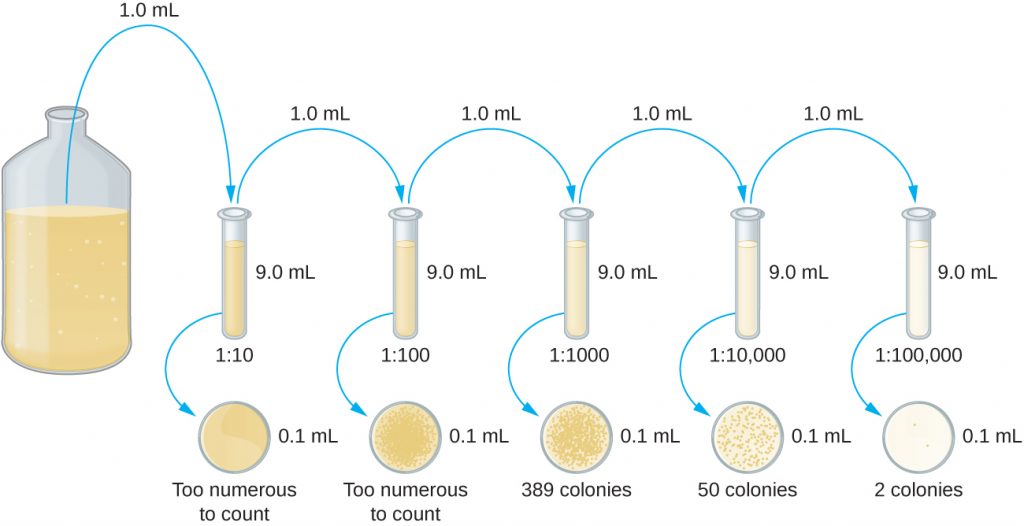 A diagram of serial dilution.