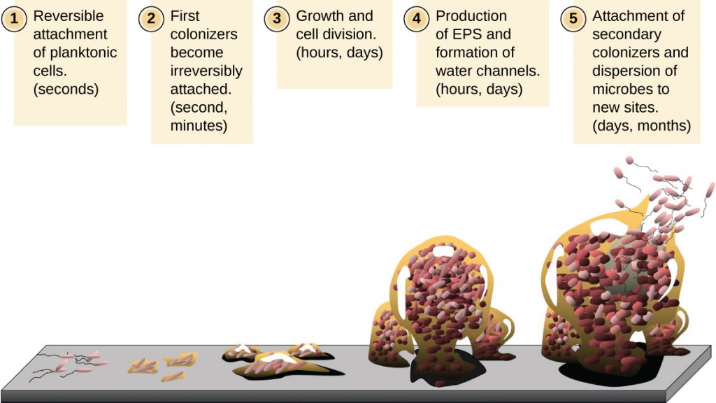 Diagram of the formation of a biofilm.