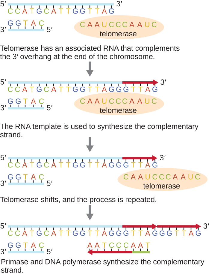 Diagram depicting the action of telomerase.