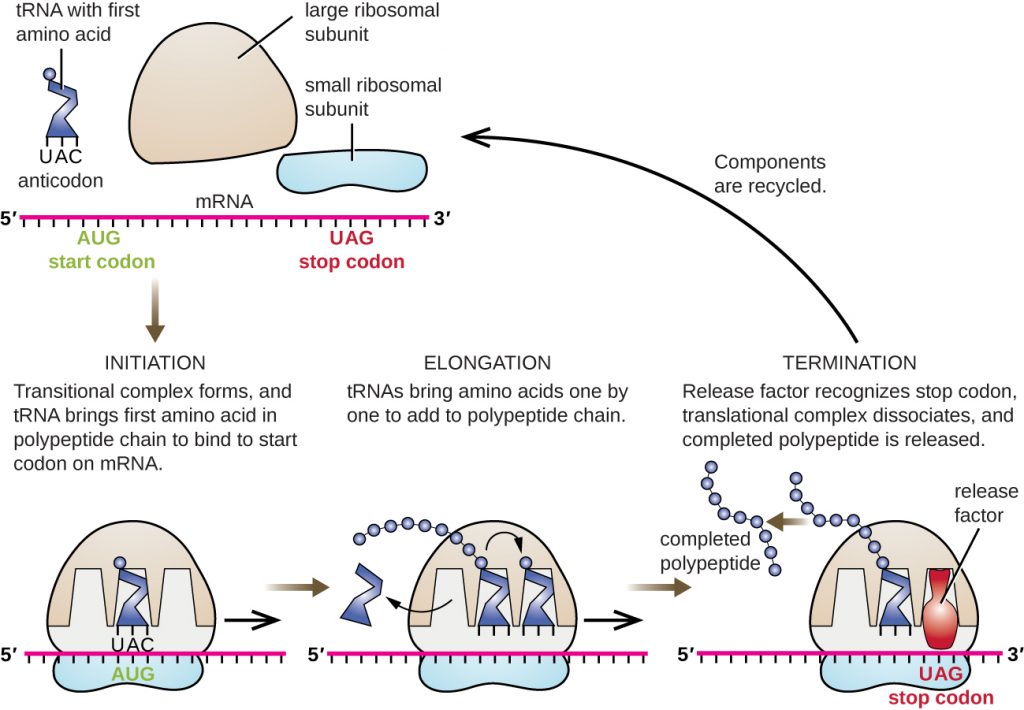 Diagram showing the process of translation in bacteria.