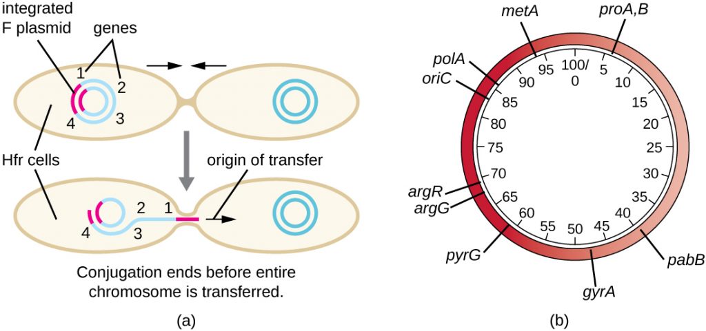 a) Diagram showing one cell with multiple genes on its chromosome as well as an integrated F plasmid. This cell begins copying and transferring its entire genome but conjugation ends before the entire chromosome is transferred. B) A sample plasmid showing the variety of genes on the plasmid. Some sample genes include: argG, pabB, metA, argR, polA, and oriC. Numbers in the centre of the plasmid indicate the location of genes; these numbers show a plasmid of 1000bp total.