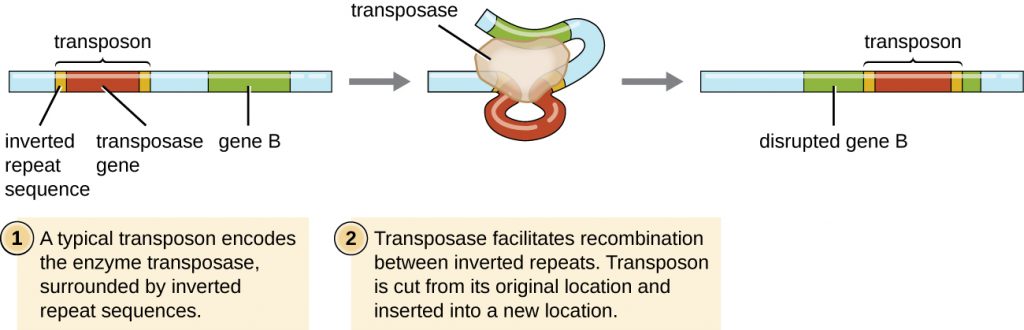 Diagram of a transposon.