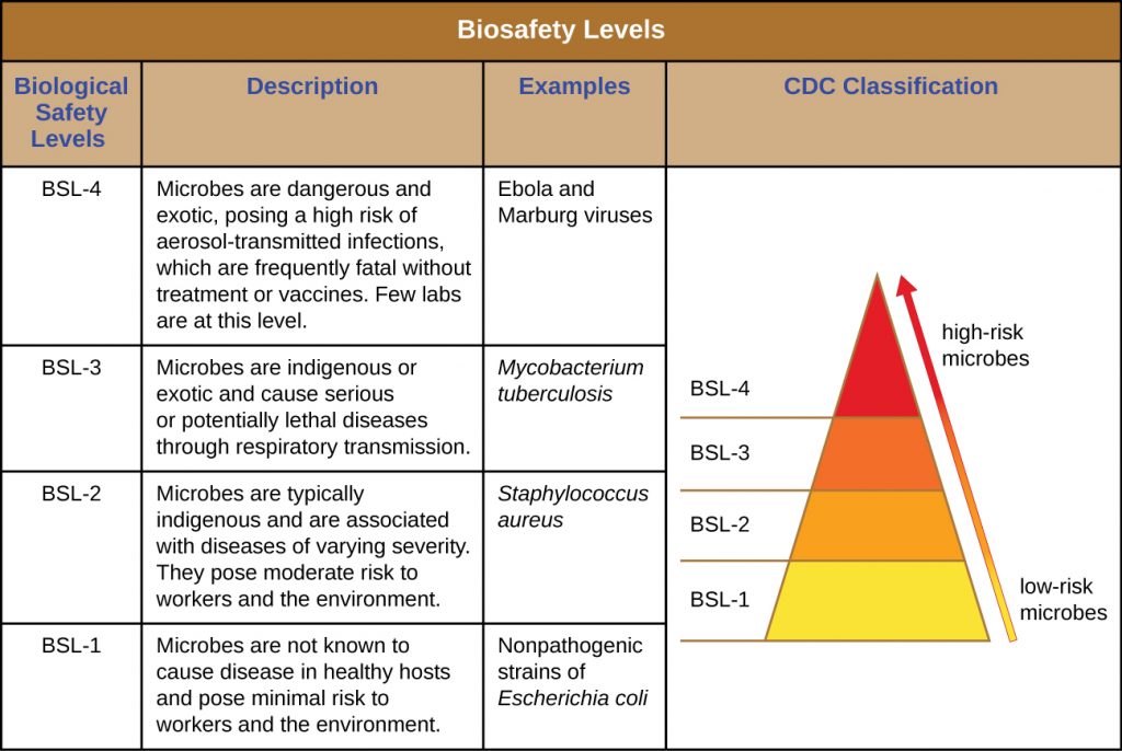 Table labeled biosafety levels. The CDC classifies low risk microbes as BSL-1 and high-risk microbes as BSL-4.