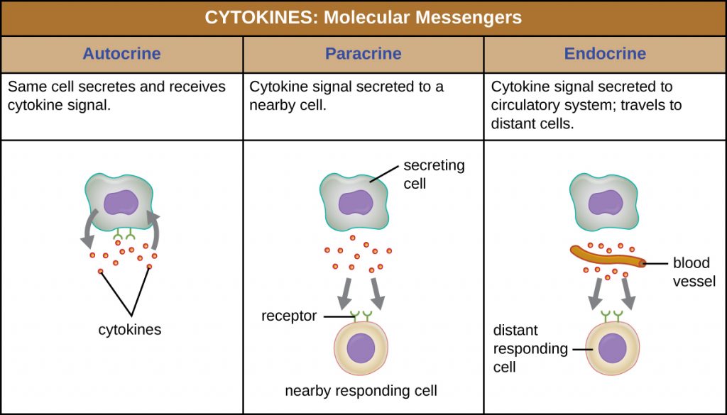 Summary of the modes of action of the 3 different types of cytokines.