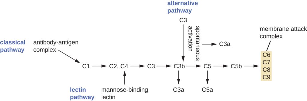 A diagram outlining the three complement pathways.