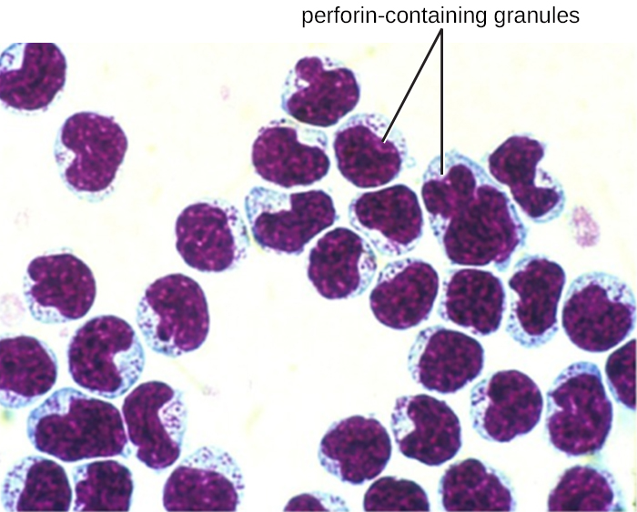 Many red blood cells with a single cell. The larger cell is pink with a purple region that fills nearly the entire cell. The purple region is labeled perforin-containing granules.