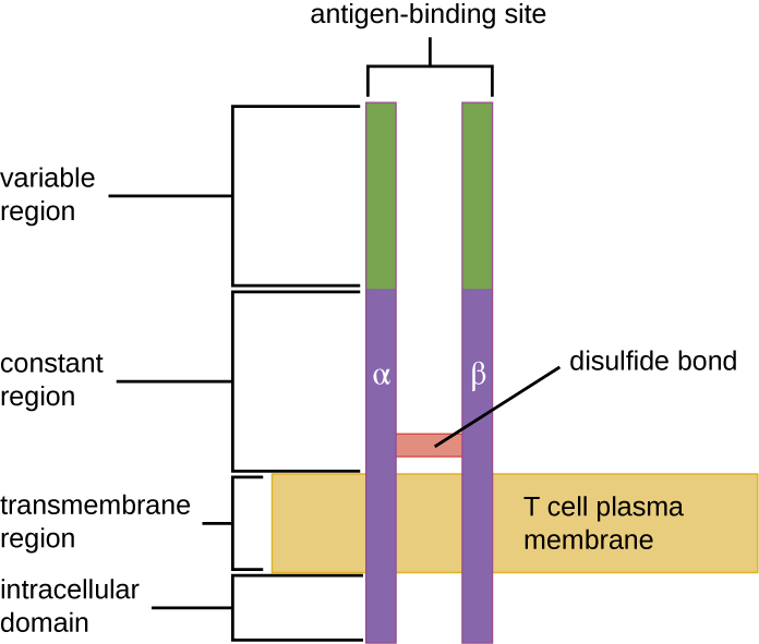 Drawing of a two bars spanning the T cell plasma membrane. On one side of the membrane is the intracellular domain. The transmembrane region spans the membrane. The constant region is outside the membrane; a disulphide bond holds these two bars together in the constant region. The variable region is at the top and contains the antigen binding sites.
