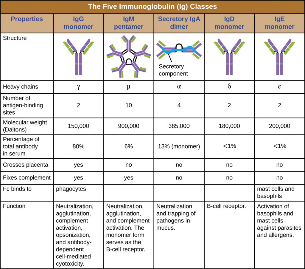 Table summarizing the properties of the 5 major immunoglobulin classes