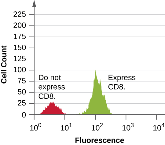 A graph with fluorescence on the X axis and Cell count on the Y axis. The first peak reaches approximately 30 and is labeled do not express CD8. The second peak reaches about 100 and is labeled express CD8.