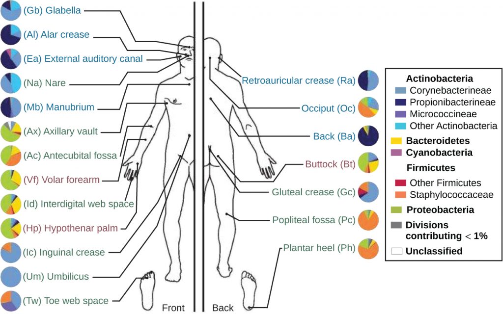 A diagram showing different regions of the body and the associated microbiota.