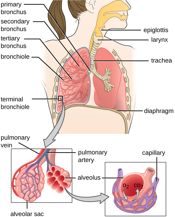 A drawing of the lower respiratory system.