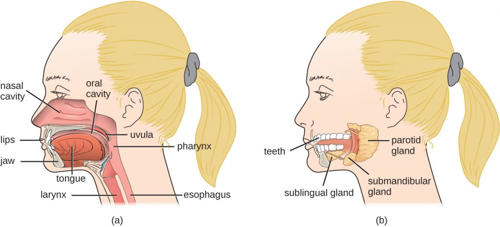 Diagram of the structures of the head and neck.