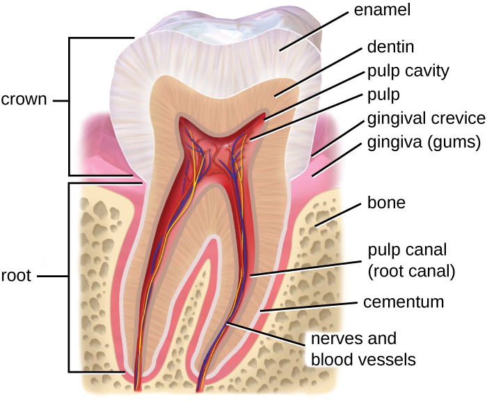 Structure of a tooth.
