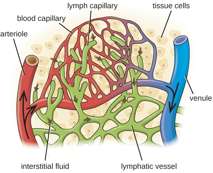 Blood enters the capillaries from an arteriole (red) and leaves through venules (blue). Interstitial fluids may drain into the lymph capillaries (green) and proceed to lymph nodes. A close-up of tissue cells in interstitial fluid. An arteriole and a venule are connected by a network of capillaries. Lymphatic vessels are also a network in this region and end in lymph capillary