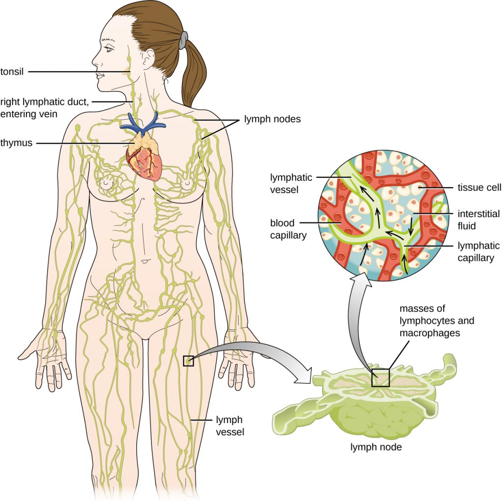 Diagram of the lymphatic system. Lymph notes are swellings on tubes (called lymph vessels) that travel throughout the body. The right lymphatic duct and entering vein are in the neck. A tonsil is a swelling on the lymph vessel in the mouth. The thymus is a lumpy structure on the heart. A close-up of a lymph node shows a roundish structure with many tubes attached to it. The central area has a box labeled “masses of lymphocytes and macrophages”. A close-up of this area shows tissue cells in the background with a blood capillary network. Lymph vessels run between the blood capillary network. Lymphatic capillaries are the ends of the lymph vessels. Fluid from around the cells (called interstitial fluid) enters the lymphatic capillaries and travels through the lymphatic vessels.