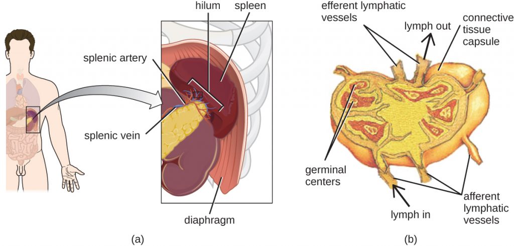 A diagram showing the location and structure of the human spleen.