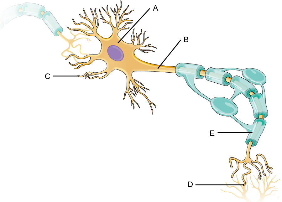 Labelling exercise for a myelinated neuron.