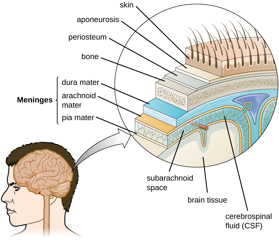 Diagram of layers around the brain.