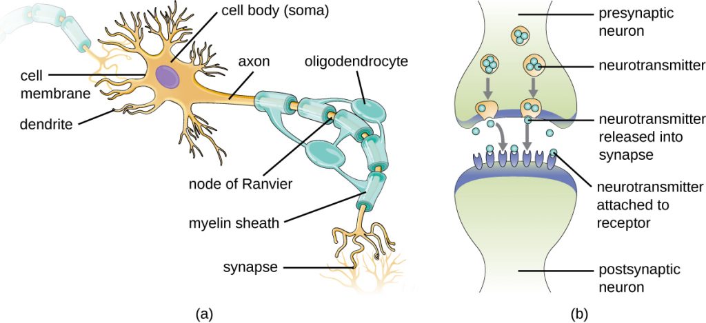 A drawing of a myelinated neuron and a synapse.