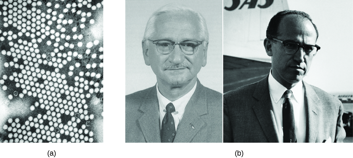 a) Micrograph of many round viral particles. B) Photos of Albert Sabin and Jonas Salk.