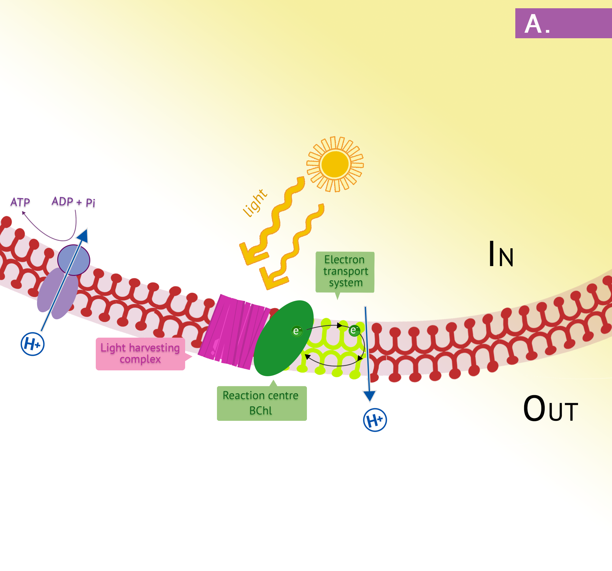 Panel a depicts the purple electron transport chain. Light hits the light-harvesting complex in the plasma membrane, leading to photoionization. Electrons cycle through the chains then back to the reaction centre bacteriochlorophyll, generating PMF.