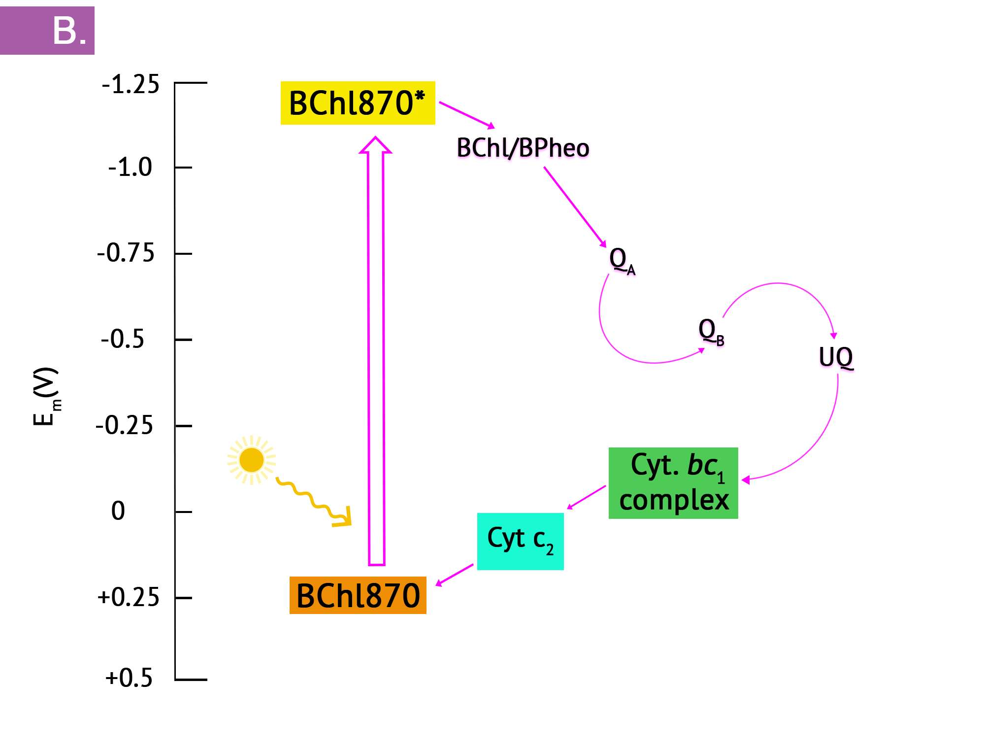 Panel B shows the sequence of changes in redox potential, beginning with photoexcitation of the reaction centre bacteriochlorophyll, leading to a strong reduction potential. Electrons enter the ETS, flowing in an exergonic direction until they cycle back to the reaction centre in cyclic photosynthesis.