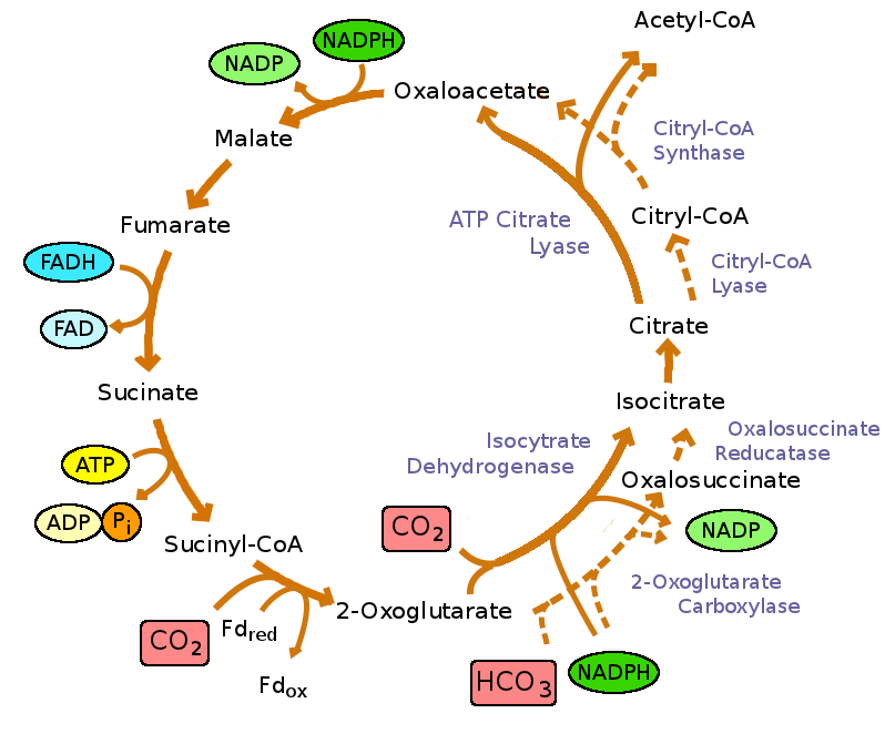 An overview of the reverse TCA cycle