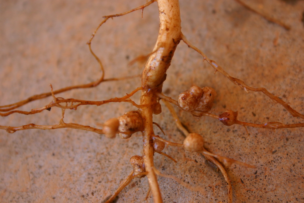 A figure showing small nodules on the roots of a legume.