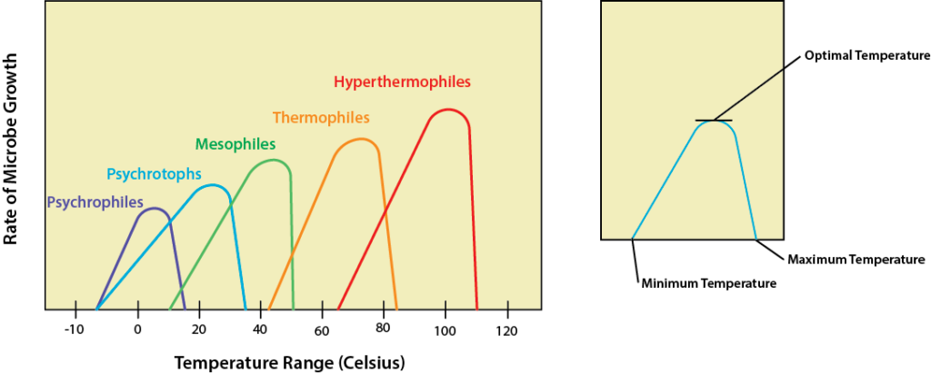 A graph with temperature (°C) on the X axis and growth rate of bacteria on the Y axis. The first bell curve is labeled psychrophile and peaks around 5-10°; it drops to 0 at -5 and 18°C. The next bell curve is labeled psychrotroph. It peaks at 25°; it drops to 0 at -5 and 35°C. Next is the curve for mesoophiles. It peaks around 40°C and drops to 0 at 10 and 45°C. The next bell curve is labeled thermophile; the peak is around 70°C and it drops to 0 at 40 and 82°C. The final bell curve is labeled hyperthermophile, with a peak at 100°, dropping to 0 at 65 and 110°C.